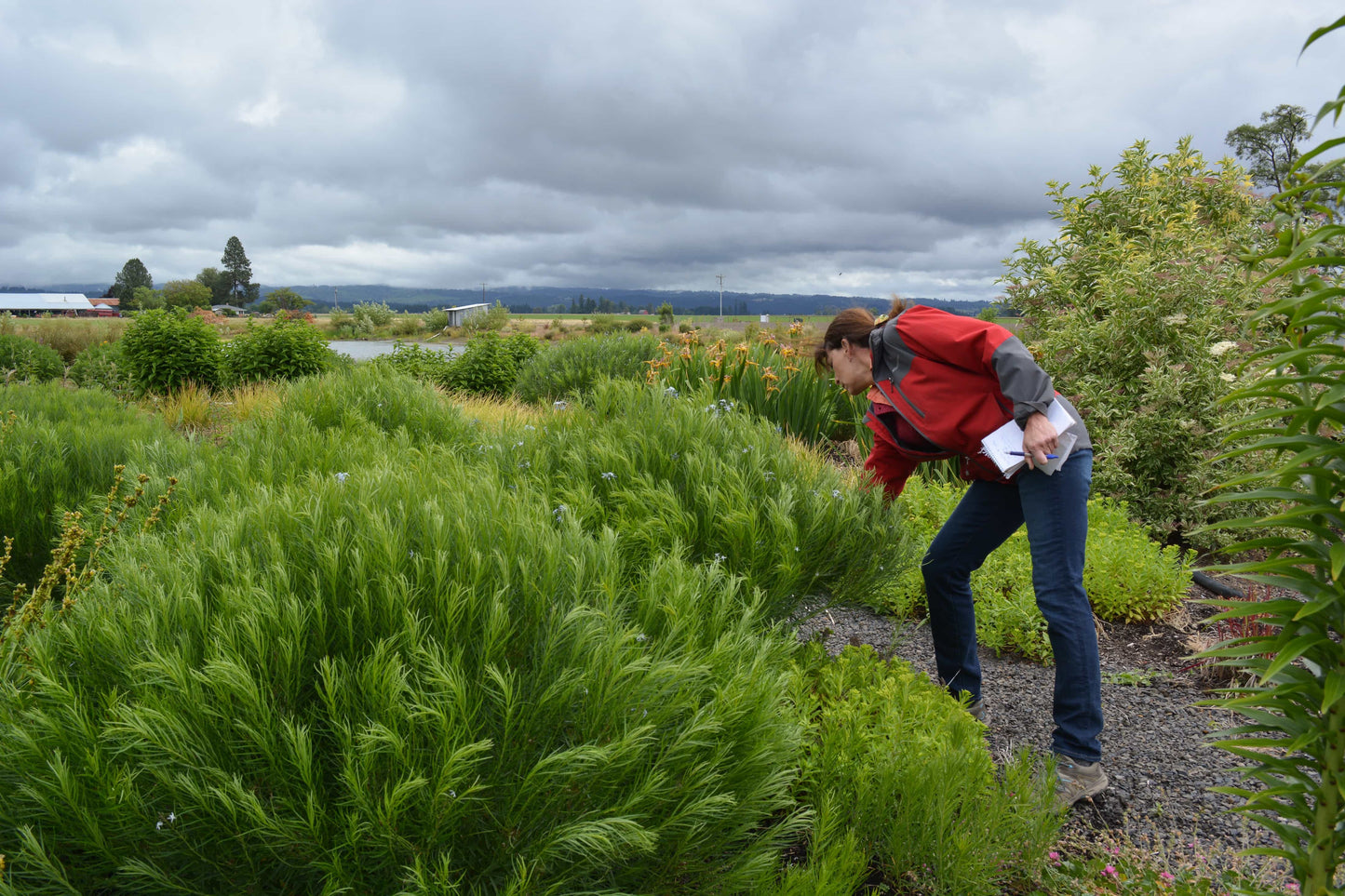 Peace, Love and Gardening: Understanding Pacific Northwest Gardens and Do-It-Yourself Projects to Beautify Them – From the Best of the Pecks' Columns