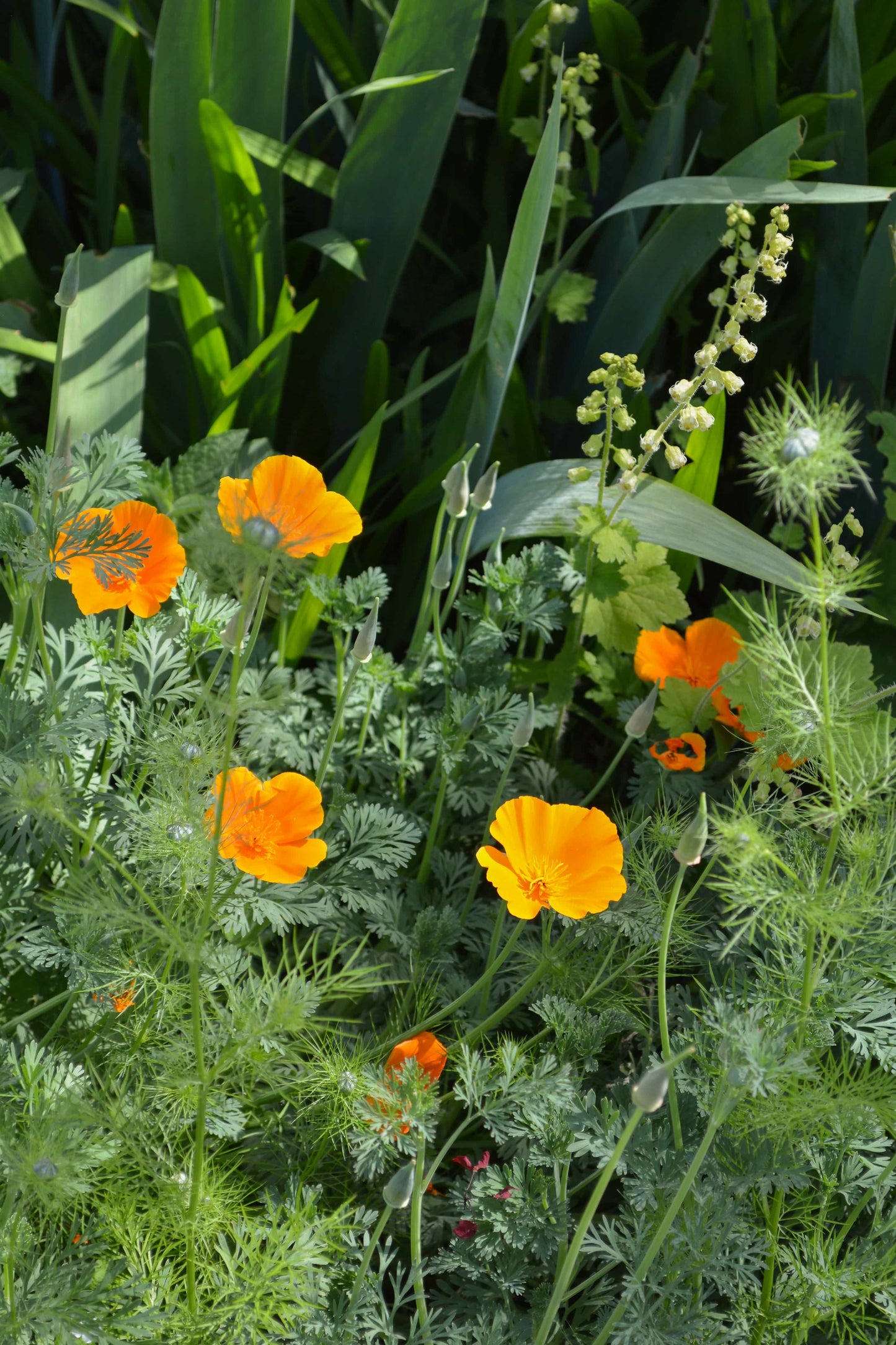 Peace, Love and Gardening: Understanding Pacific Northwest Gardens and Do-It-Yourself Projects to Beautify Them – From the Best of the Pecks' Columns