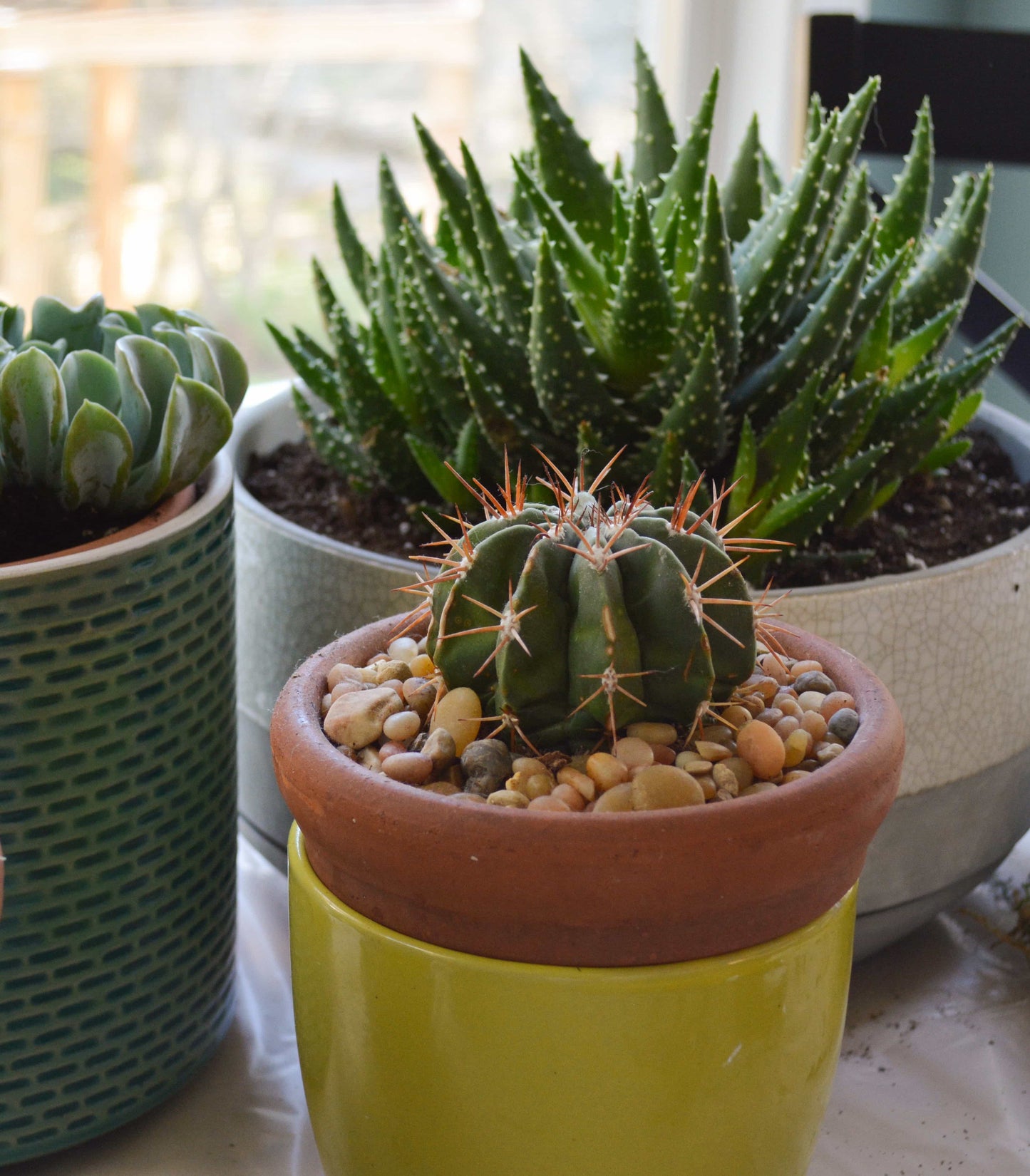 Peace, Love and Gardening: Understanding Pacific Northwest Gardens and Do-It-Yourself Projects to Beautify Them – From the Best of the Pecks' Columns