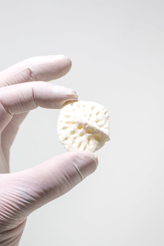 Alligator Osteoderm Bone