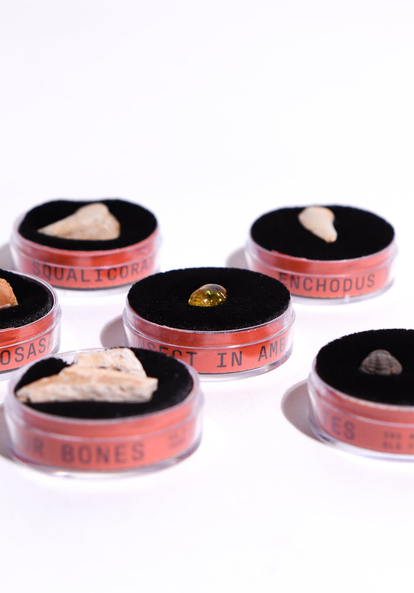 Fossil Blind Bag