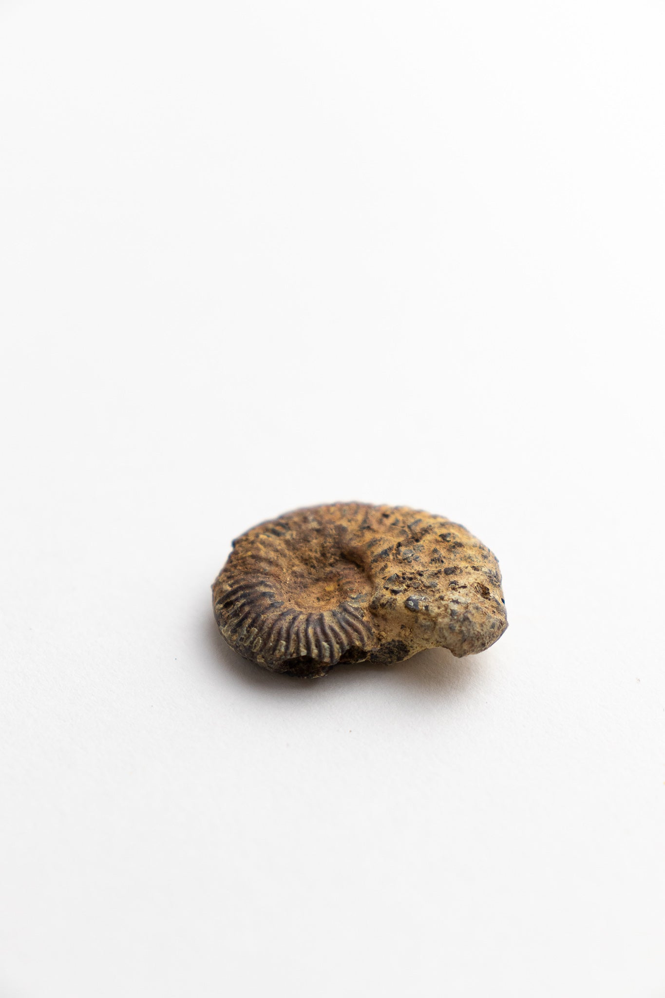 Ammonite Fossil