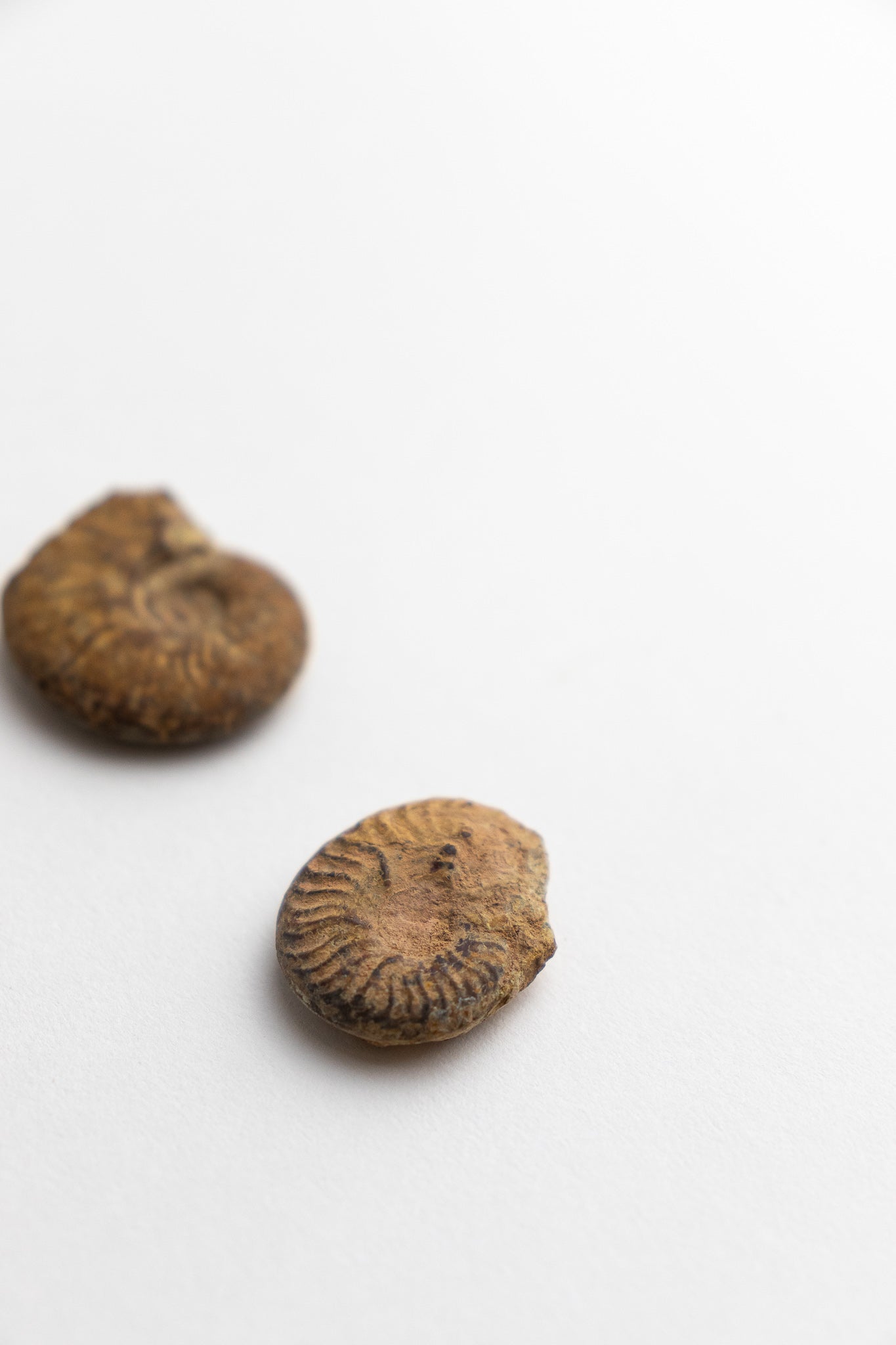 Ammonite Fossil