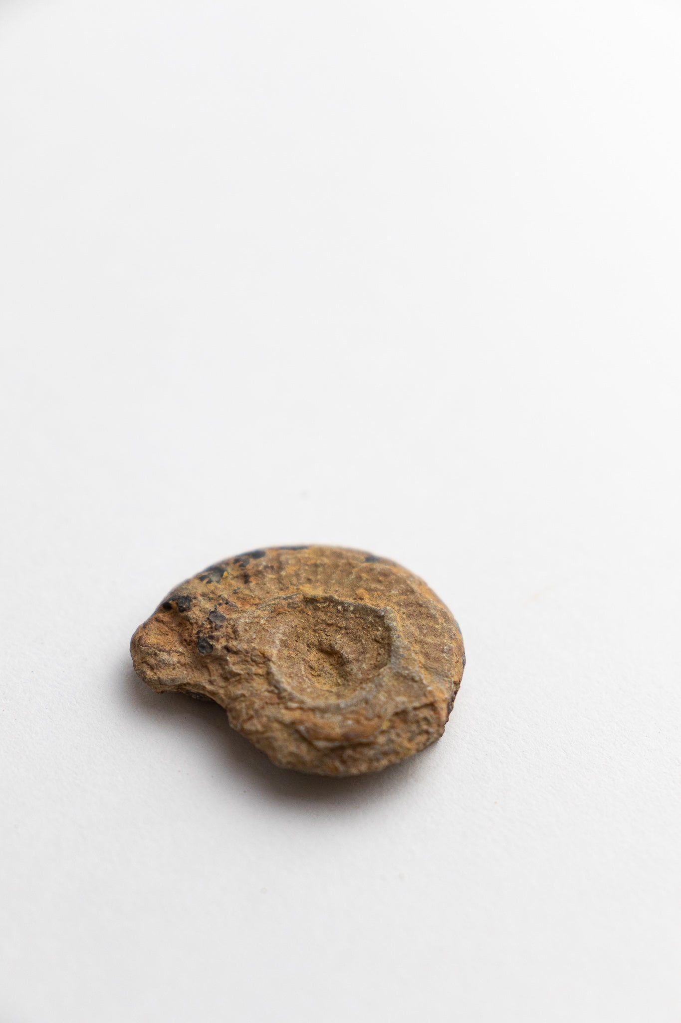 Ammonite Fossil