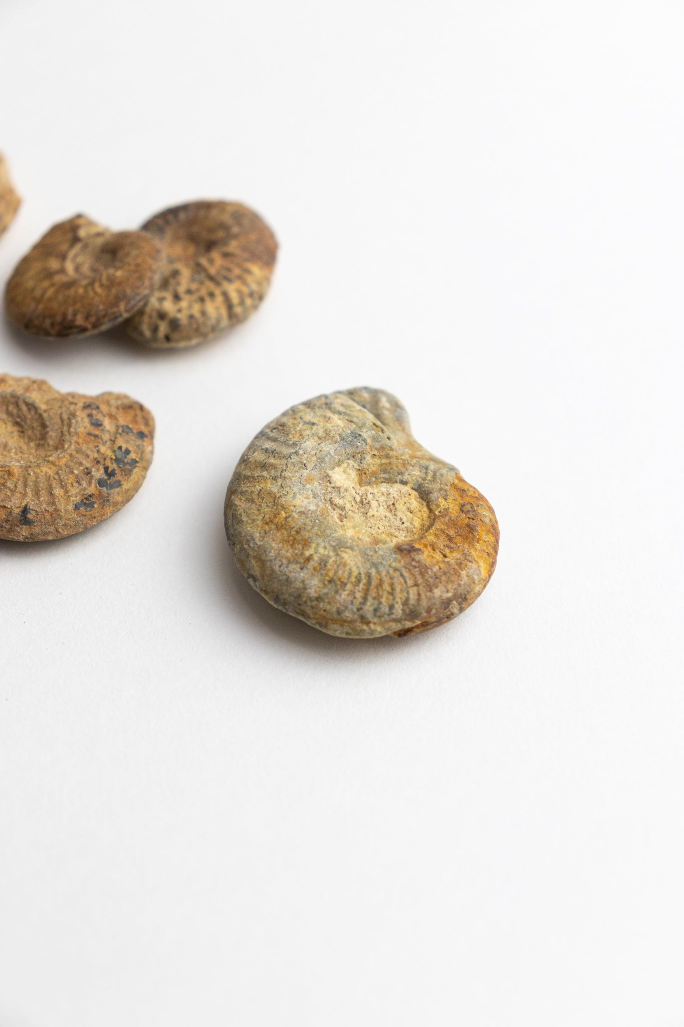 Ammonite Fossil