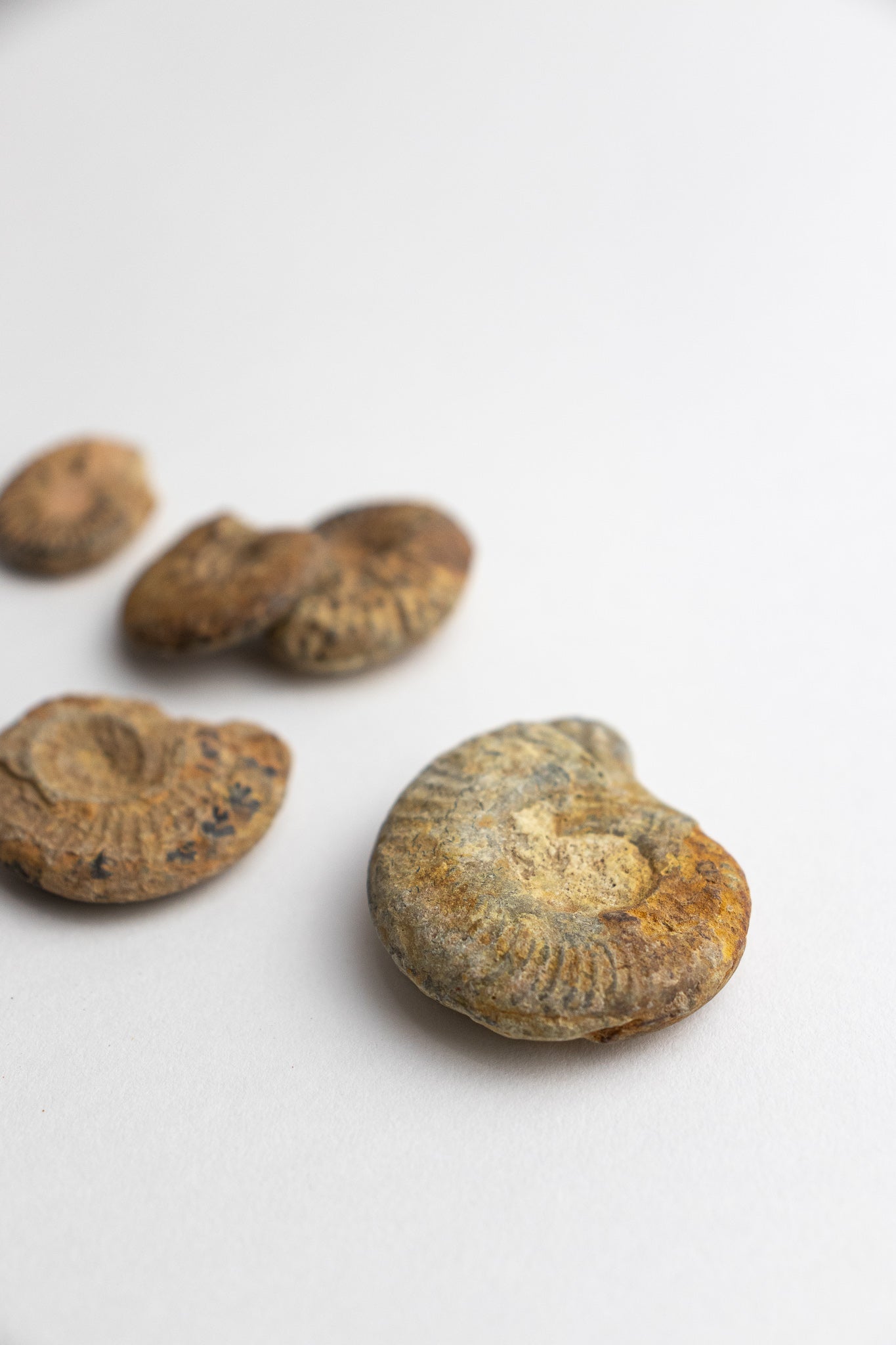 Ammonite Fossil
