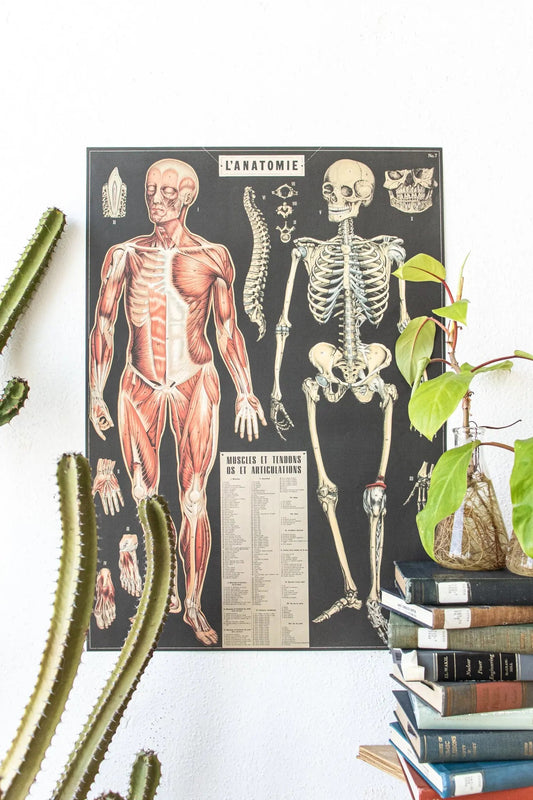 Anatomy Scientific Chart