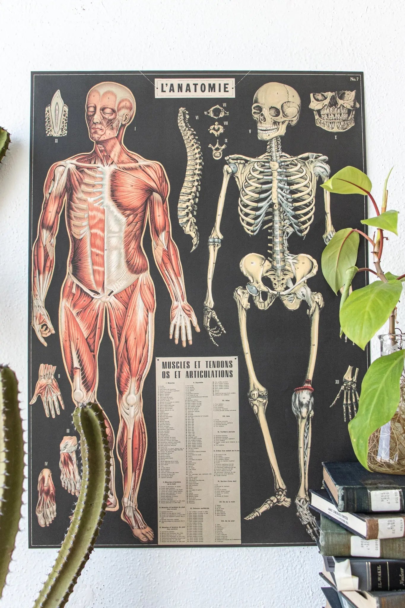 Anatomy Scientific Chart