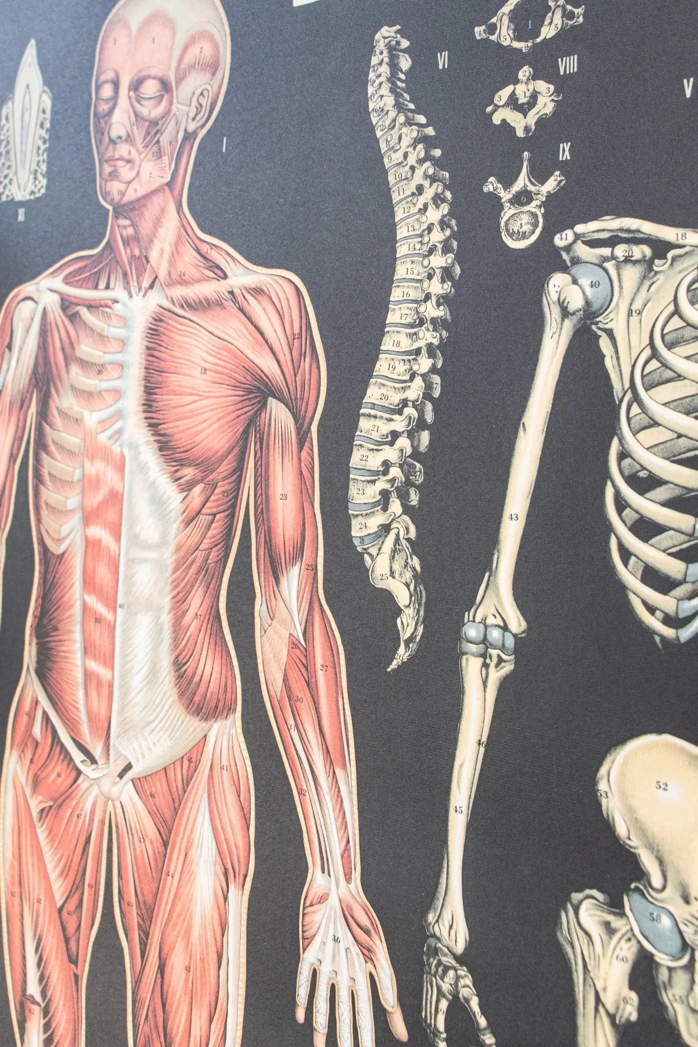 Anatomy Scientific Chart
