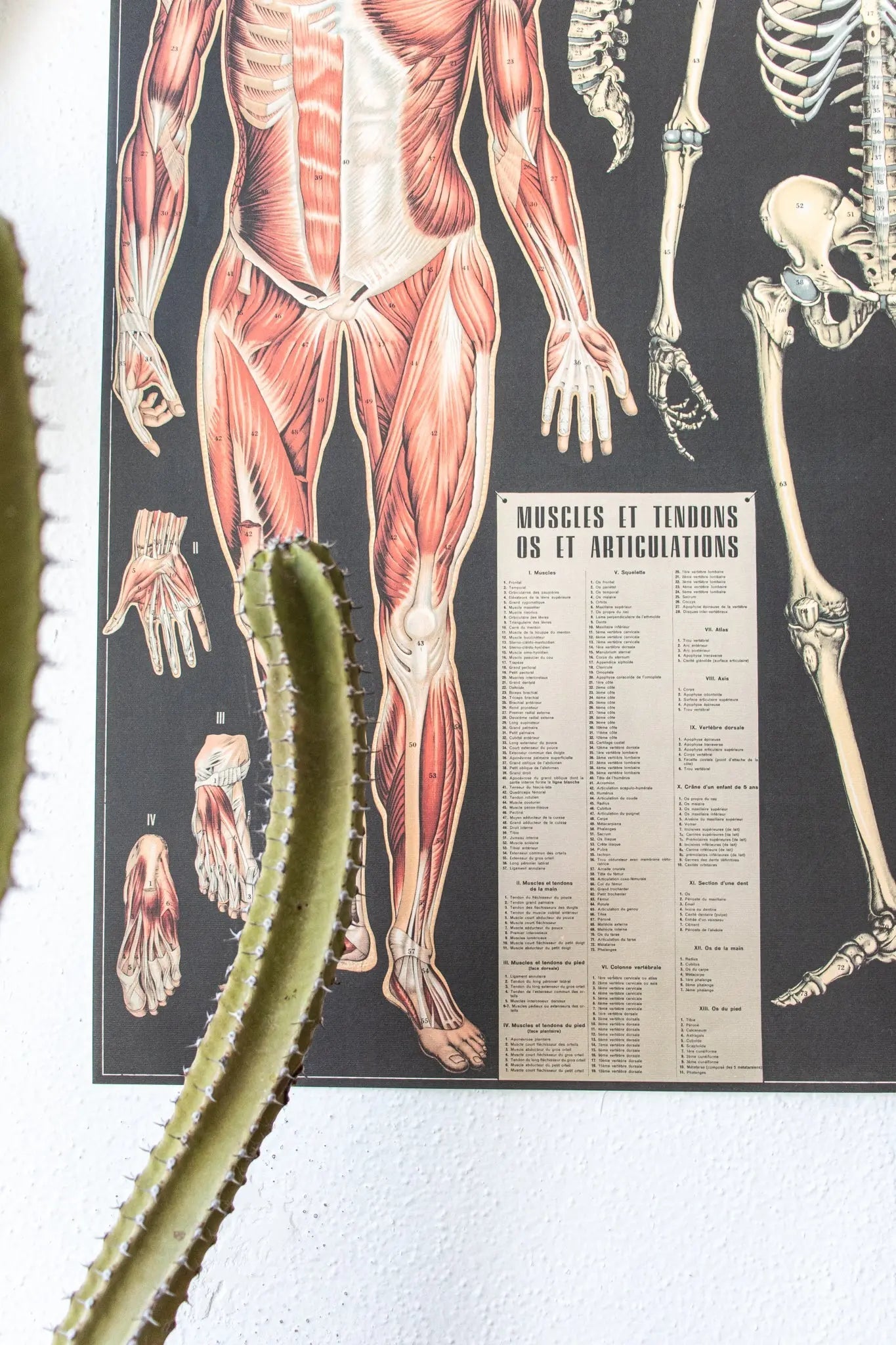 Anatomy Scientific Chart