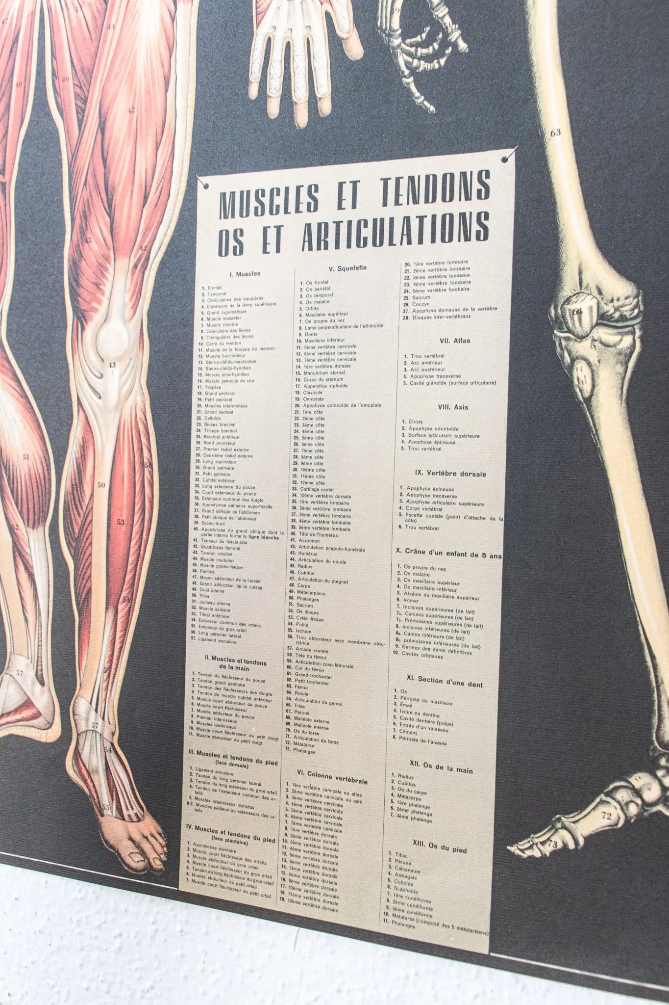 Anatomy Scientific Chart