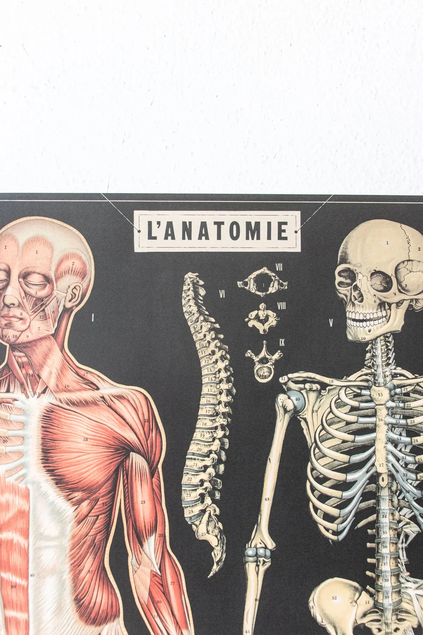 Anatomy Scientific Chart