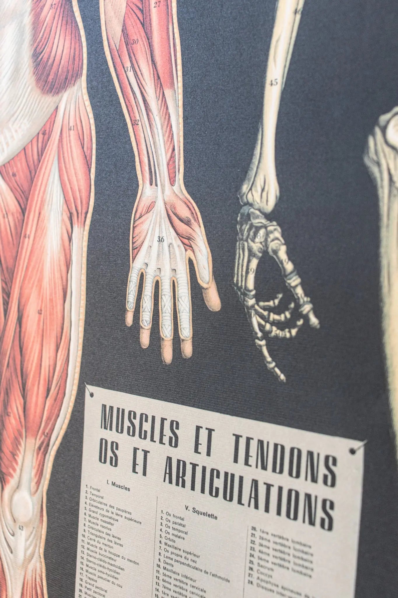 Anatomy Scientific Chart