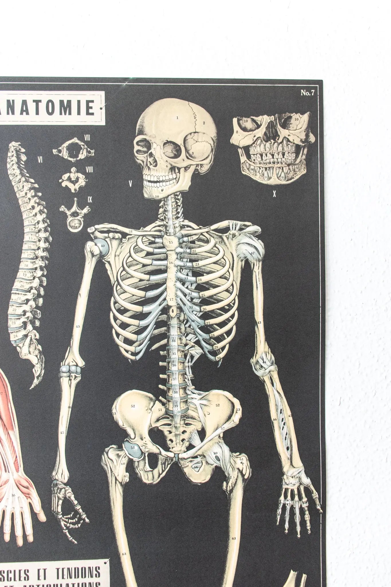 Anatomy Scientific Chart