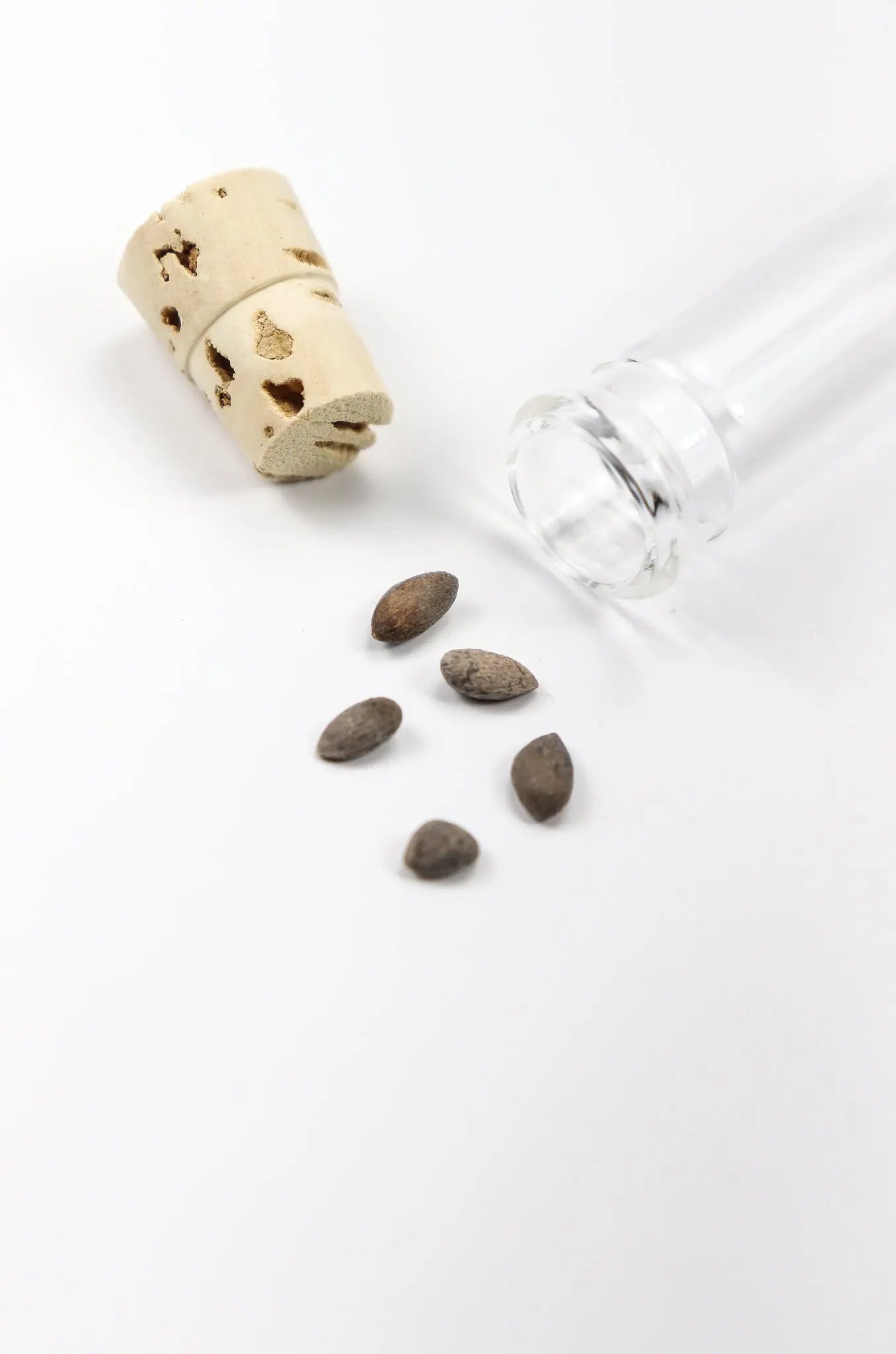 Bristlecone Pine Seeds