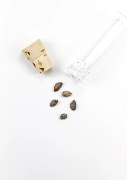 Bristlecone Pine Seeds