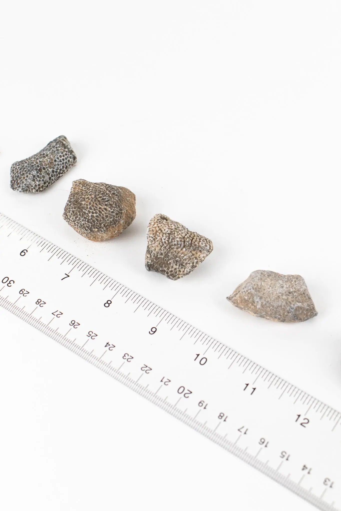Bryozoa Fossil