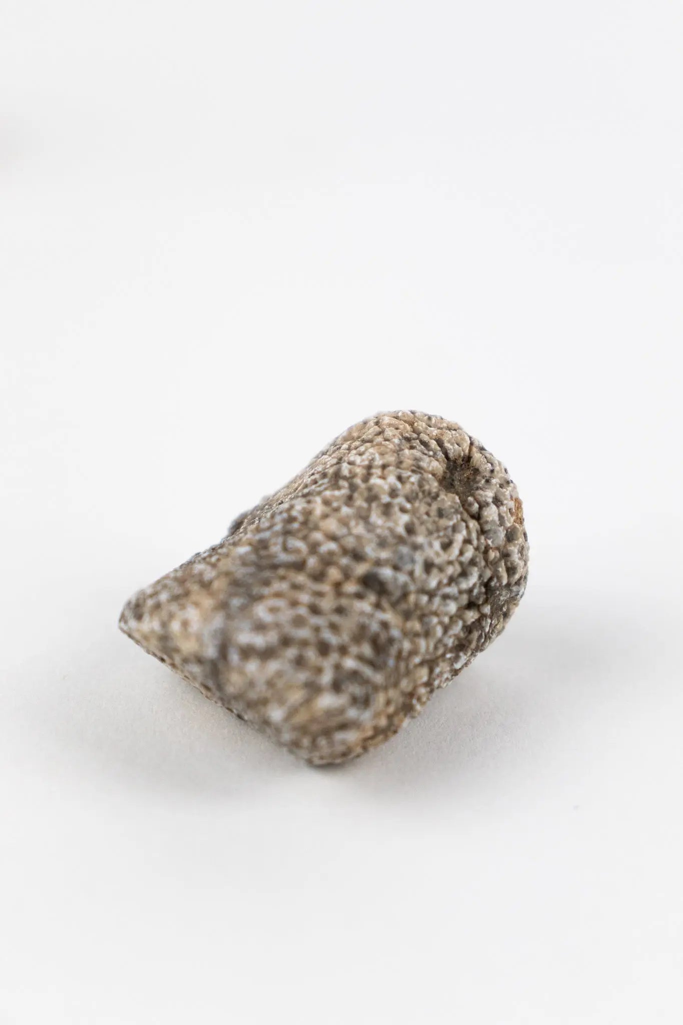 Bryozoa Fossil