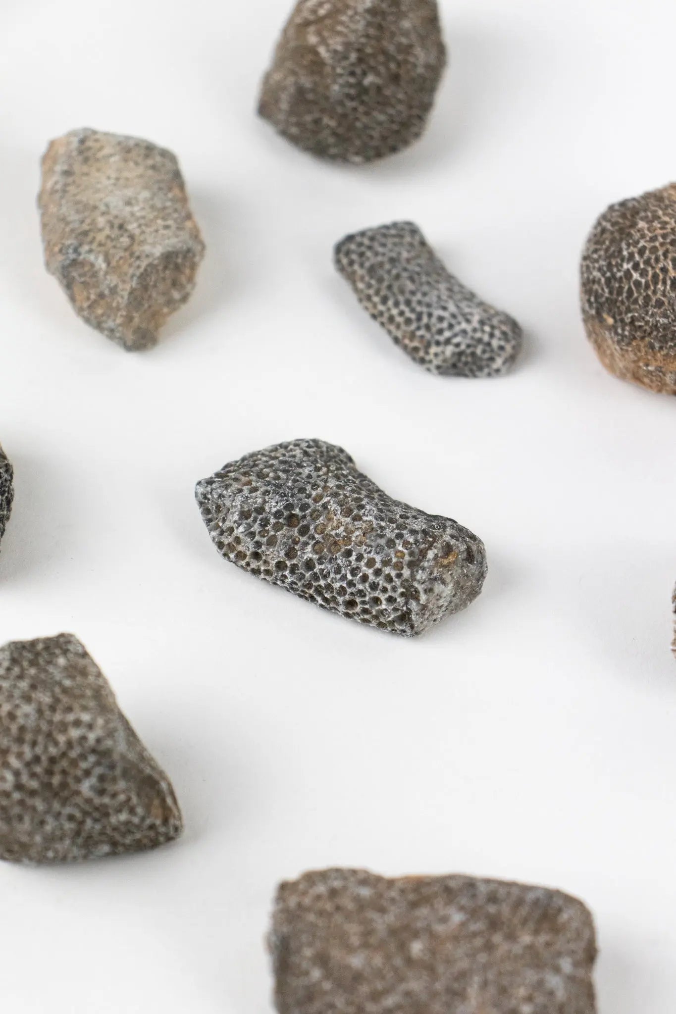 Bryozoa Fossil