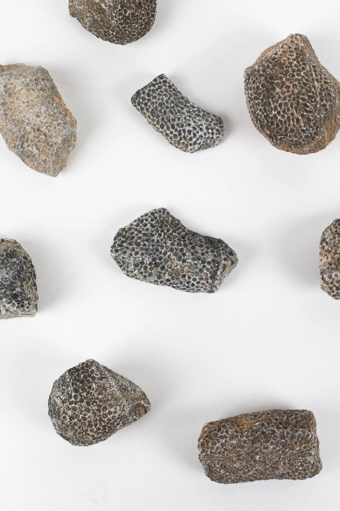 Bryozoa Fossil