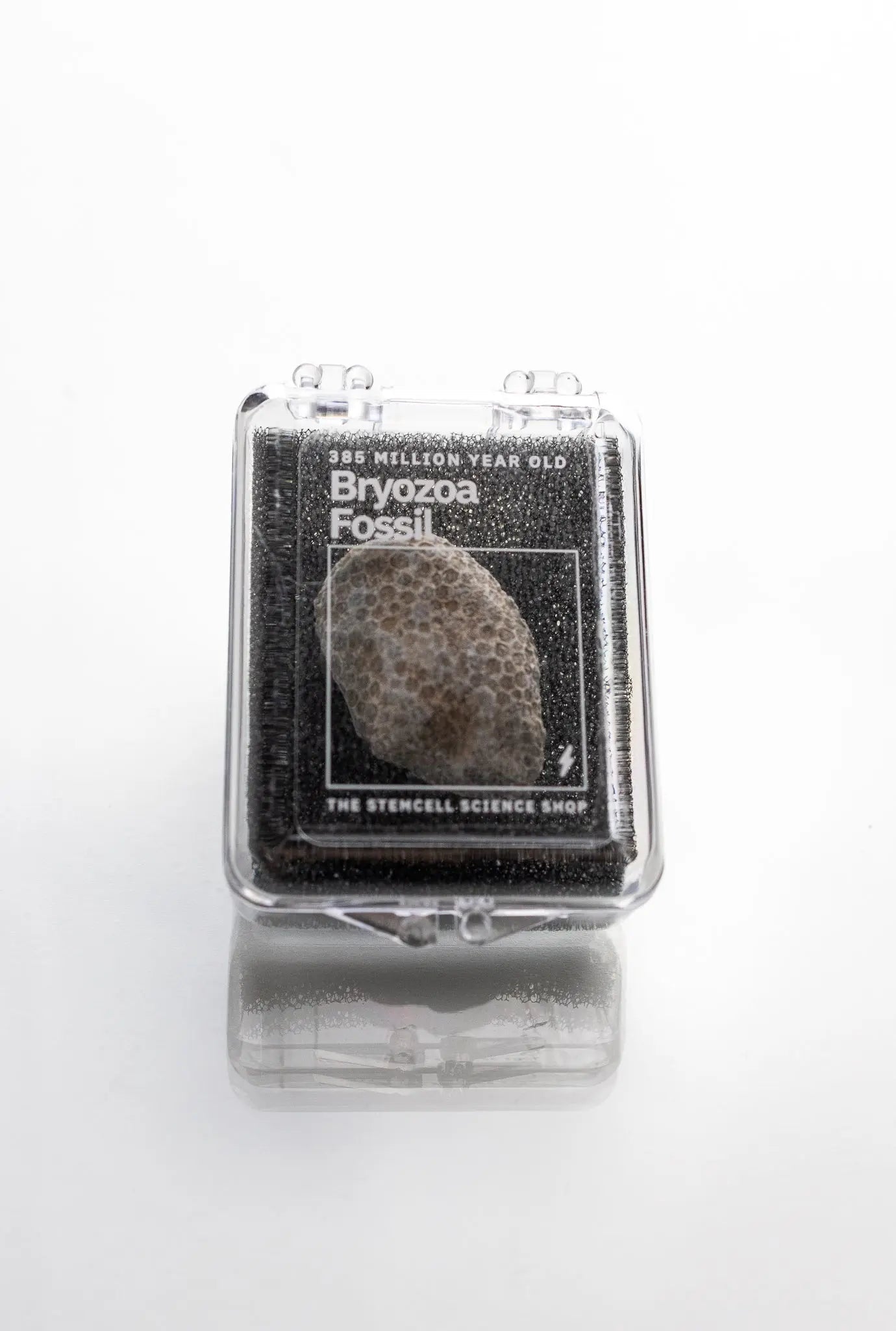 Bryozoa Fossil