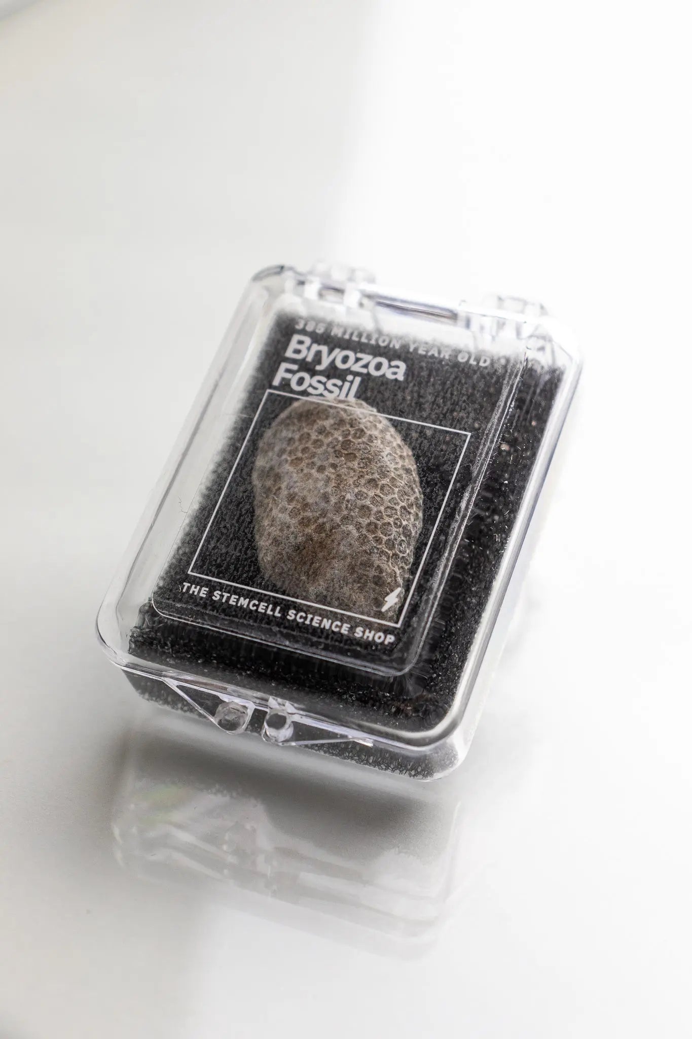 Bryozoa Fossil