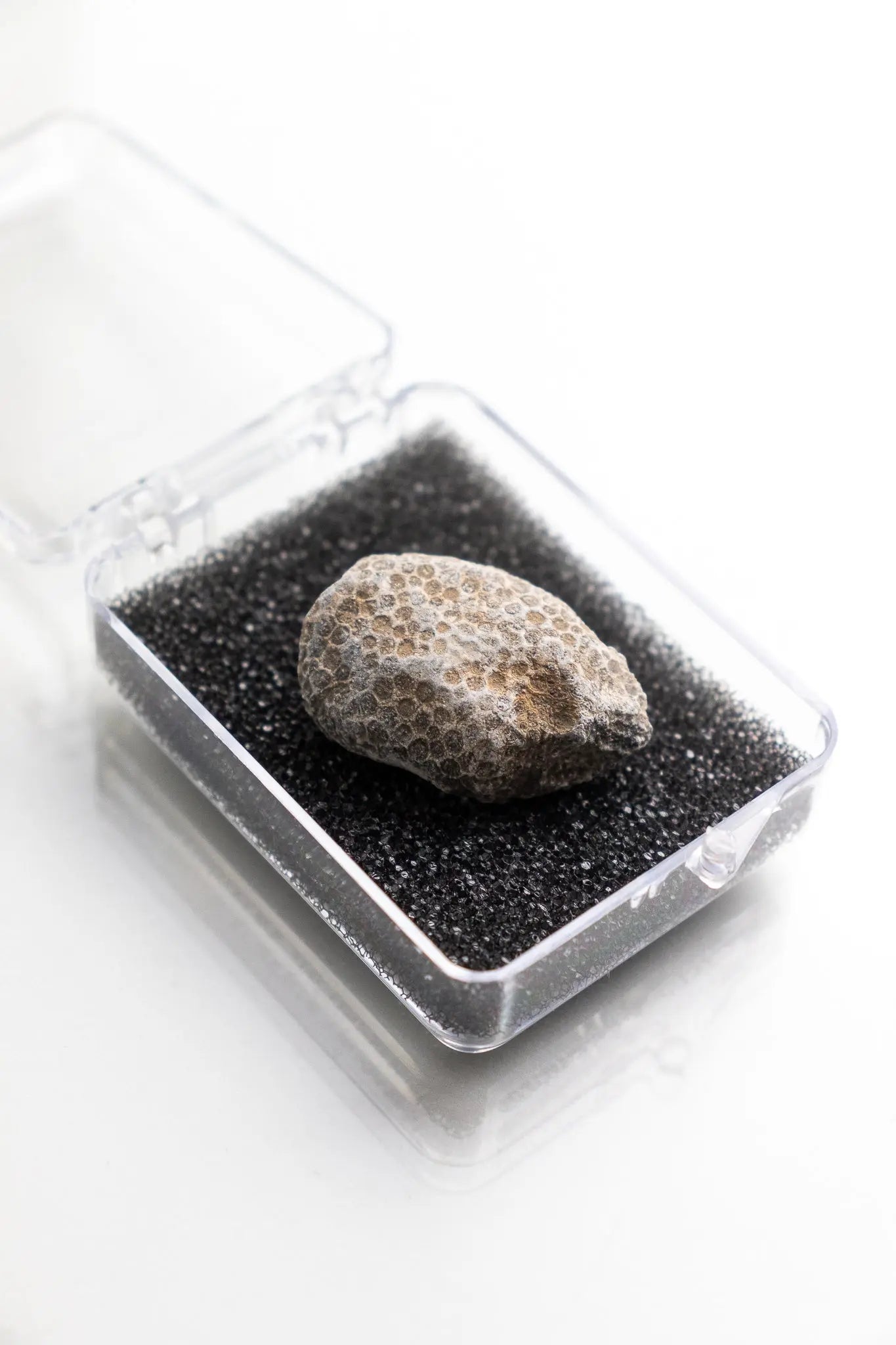 Bryozoa Fossil
