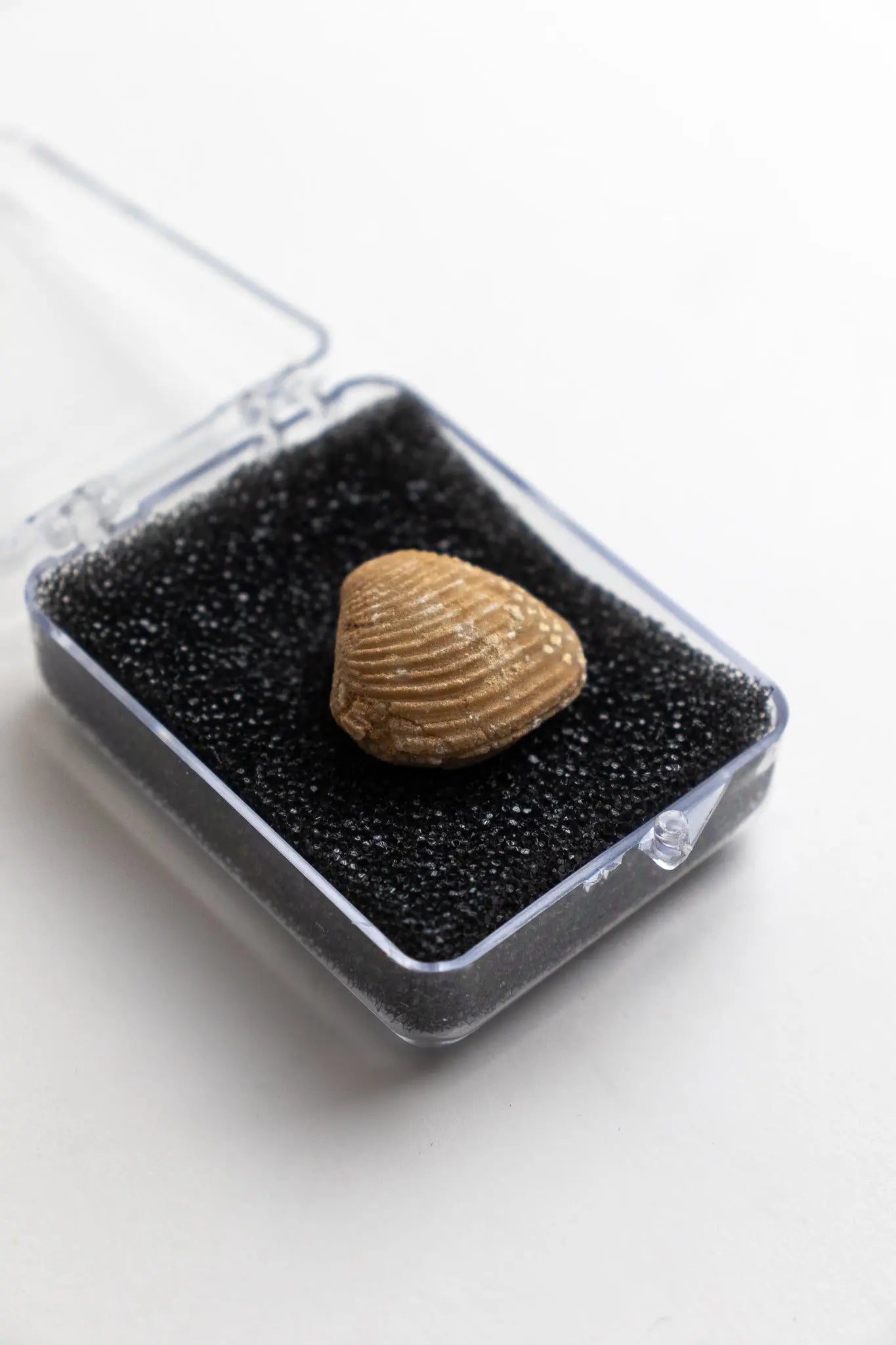 Clam Fossil