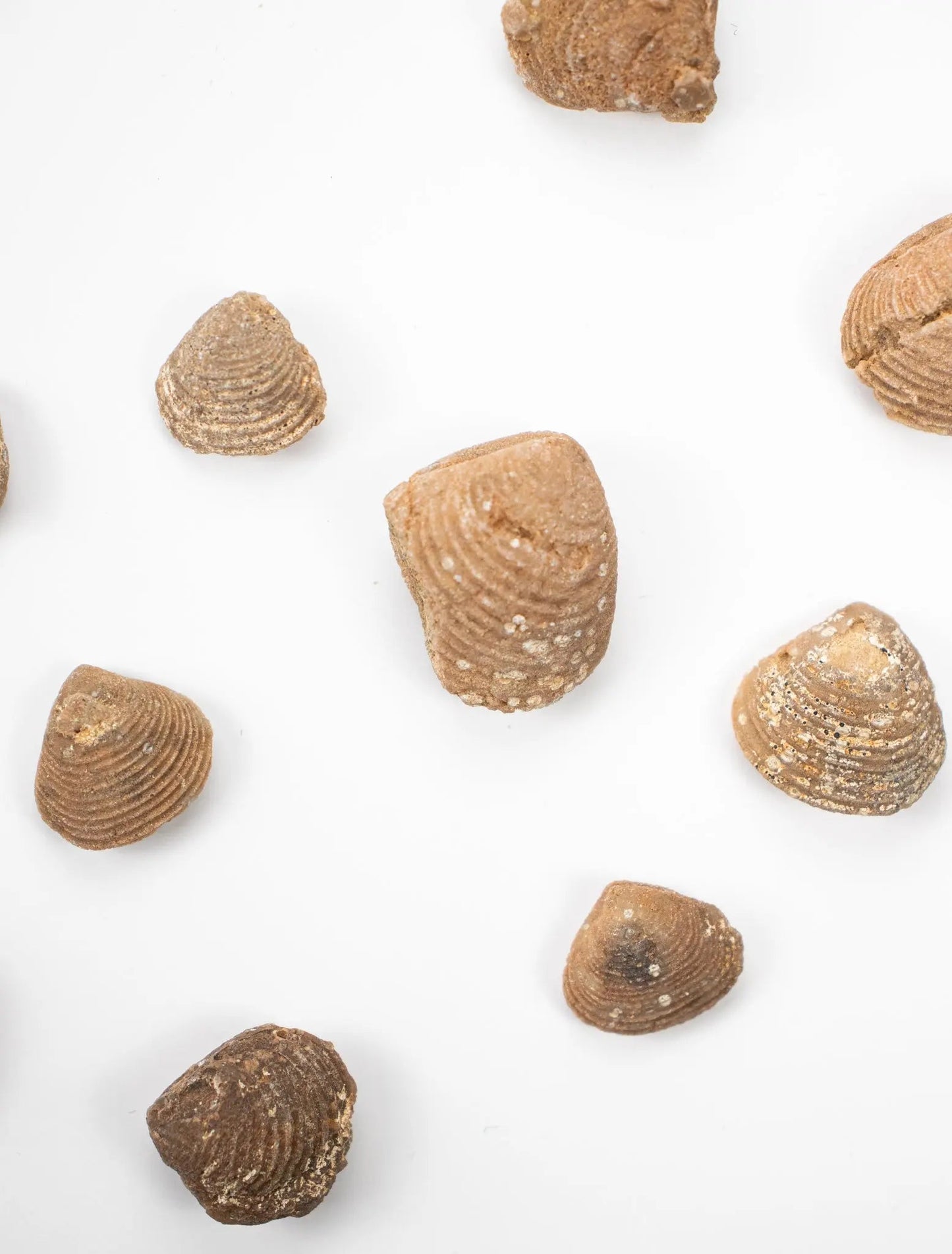 Clam Fossil