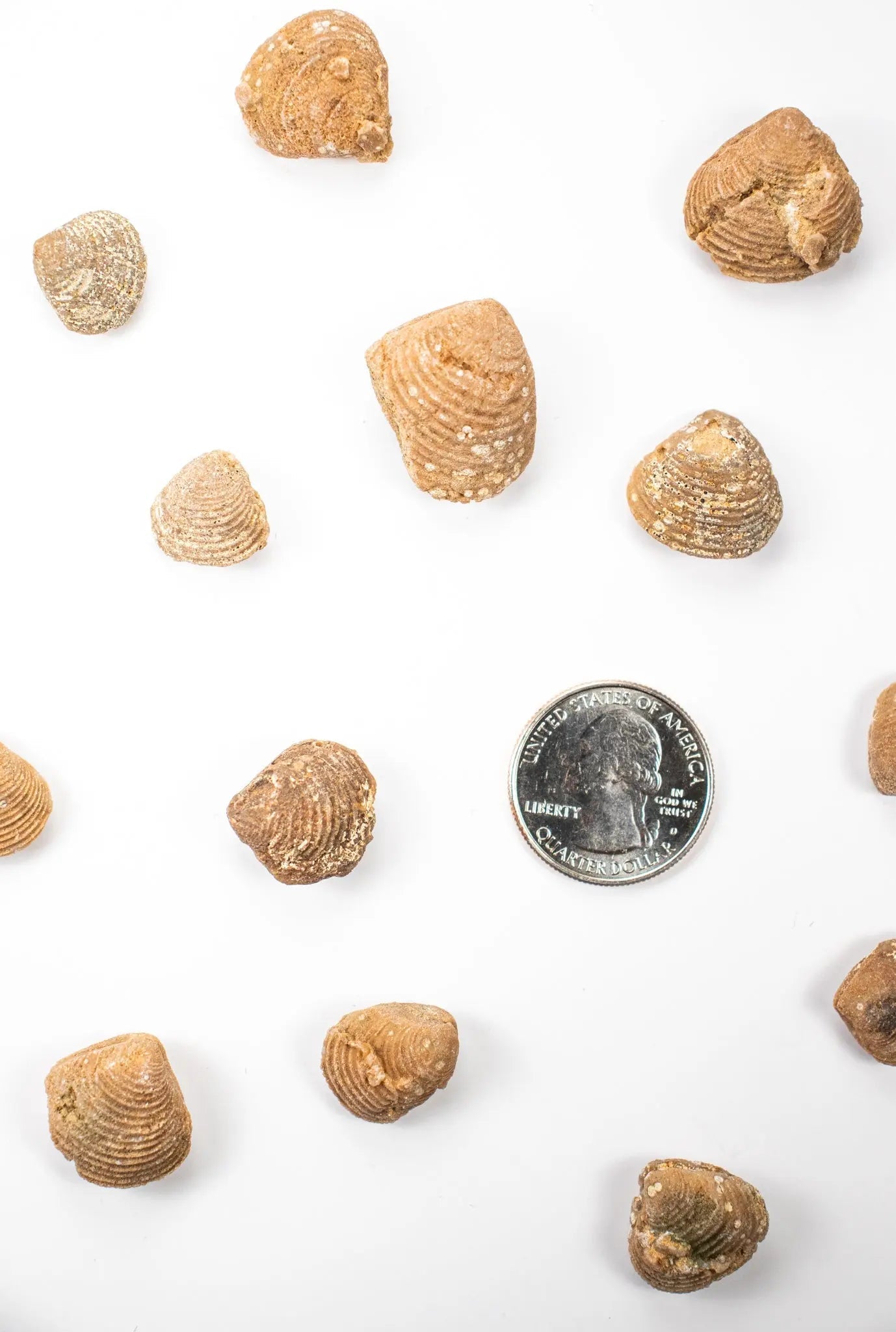 Clam Fossil