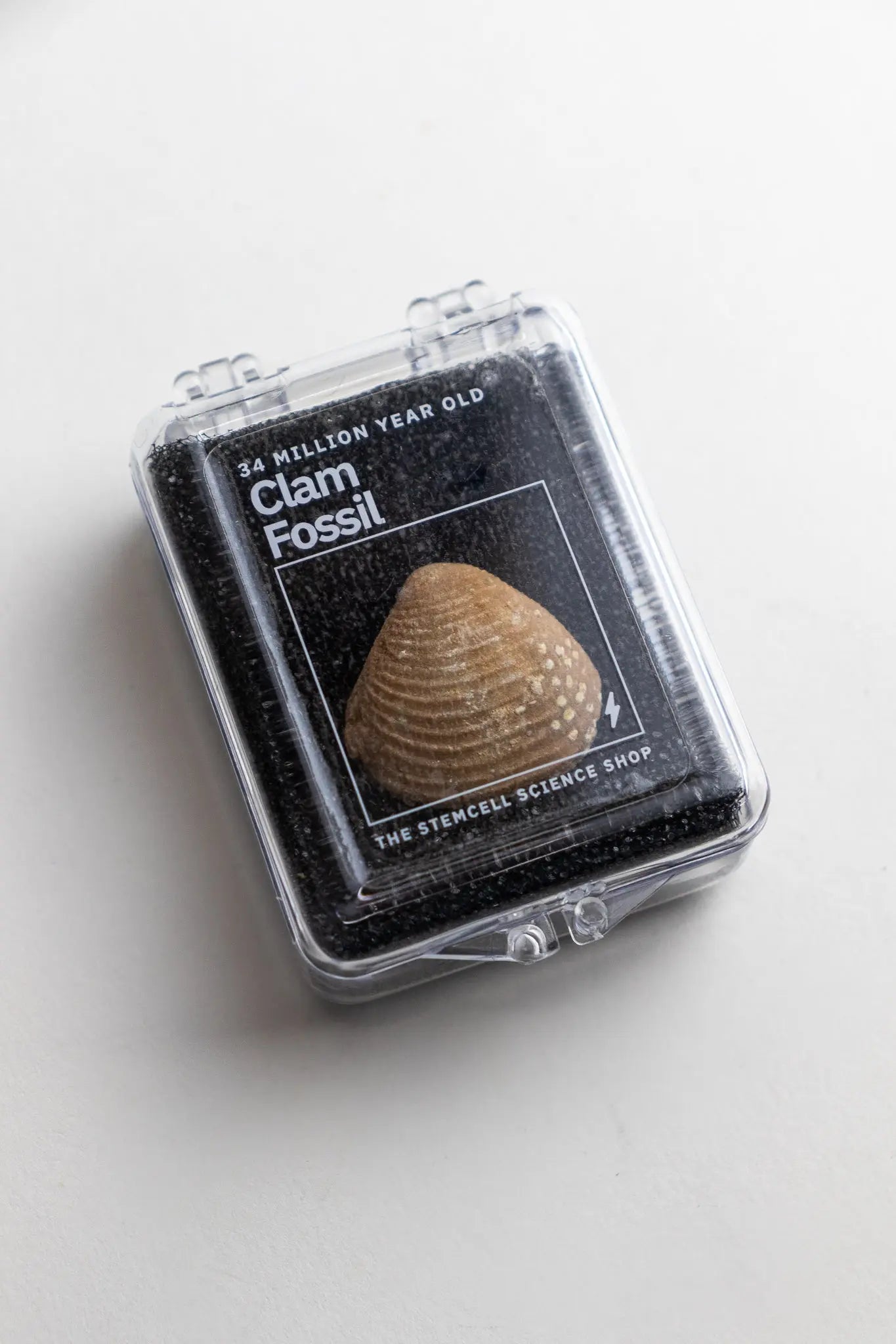Clam Fossil