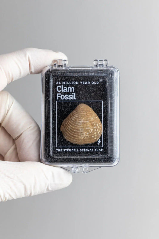 Clam Fossil