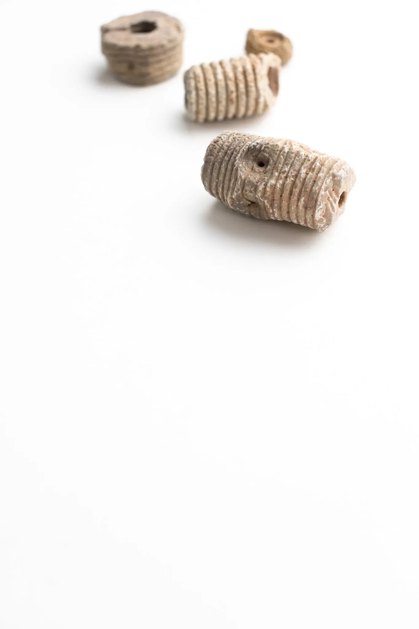 Crinoid Fossil
