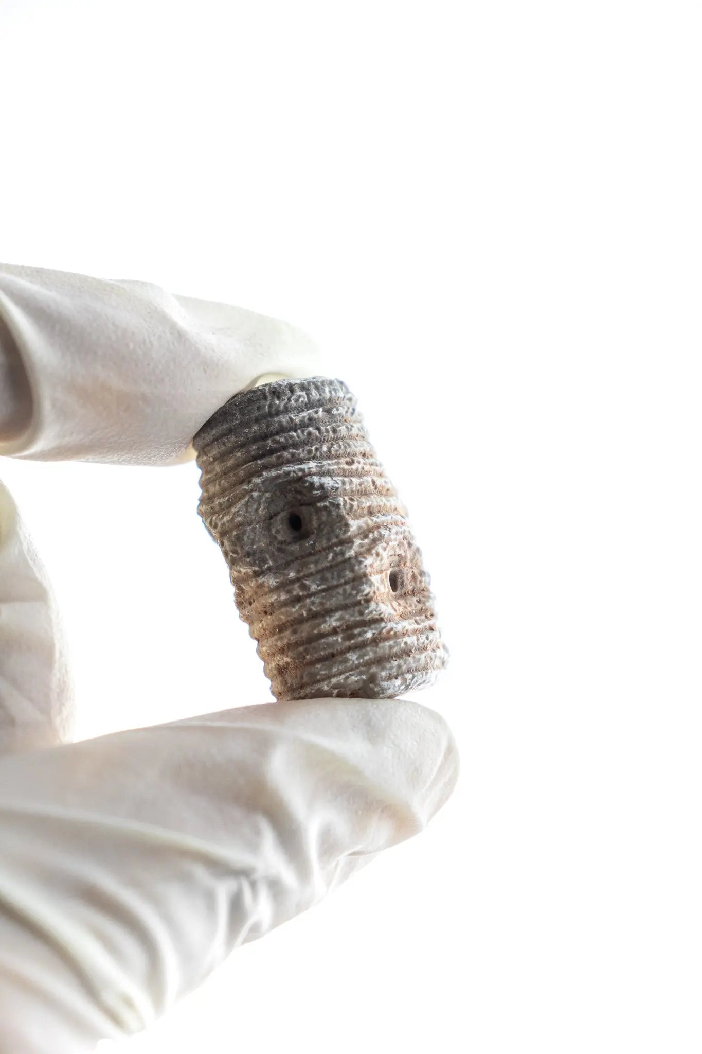 Crinoid Fossil