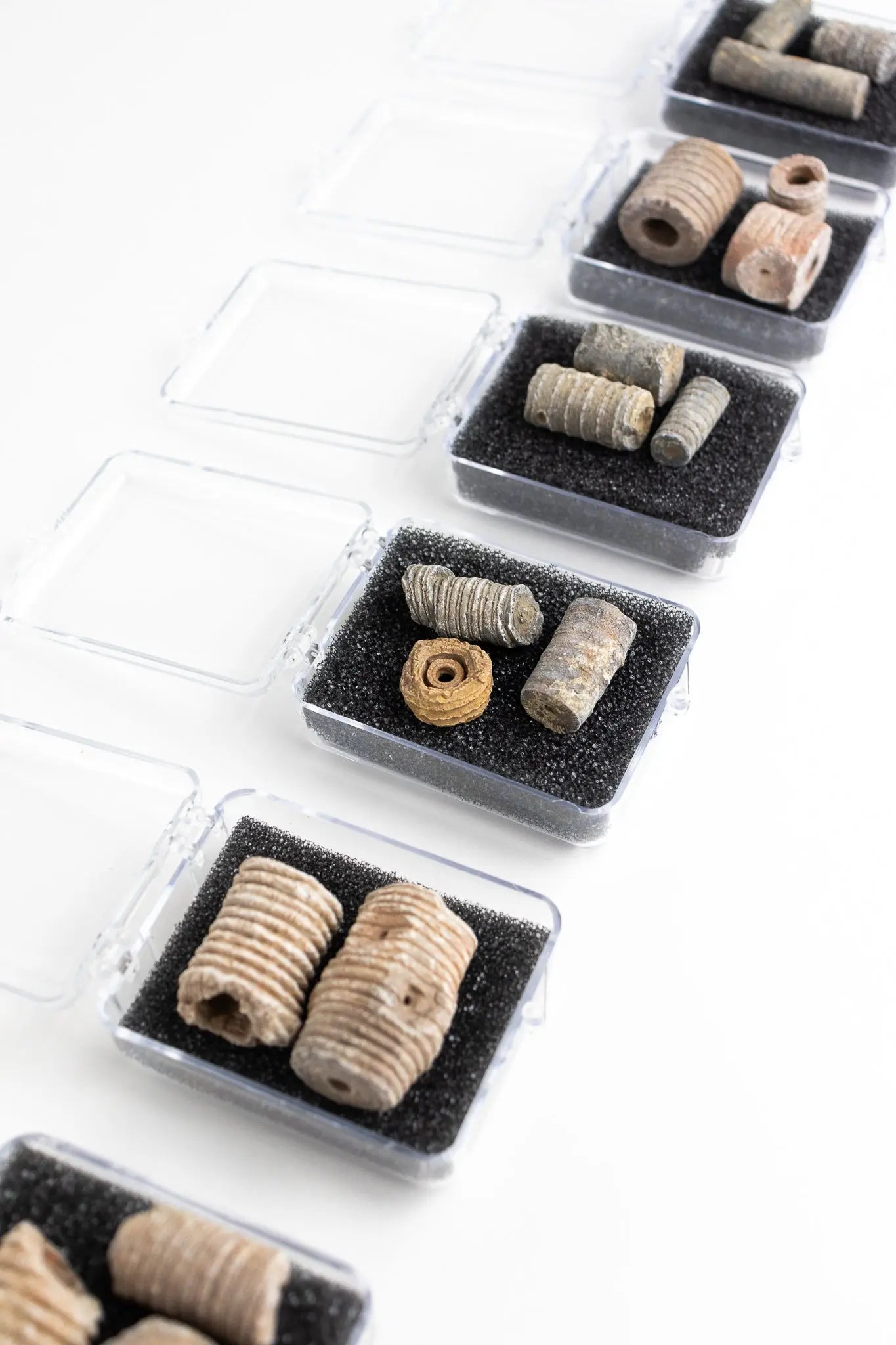 Crinoid Fossil