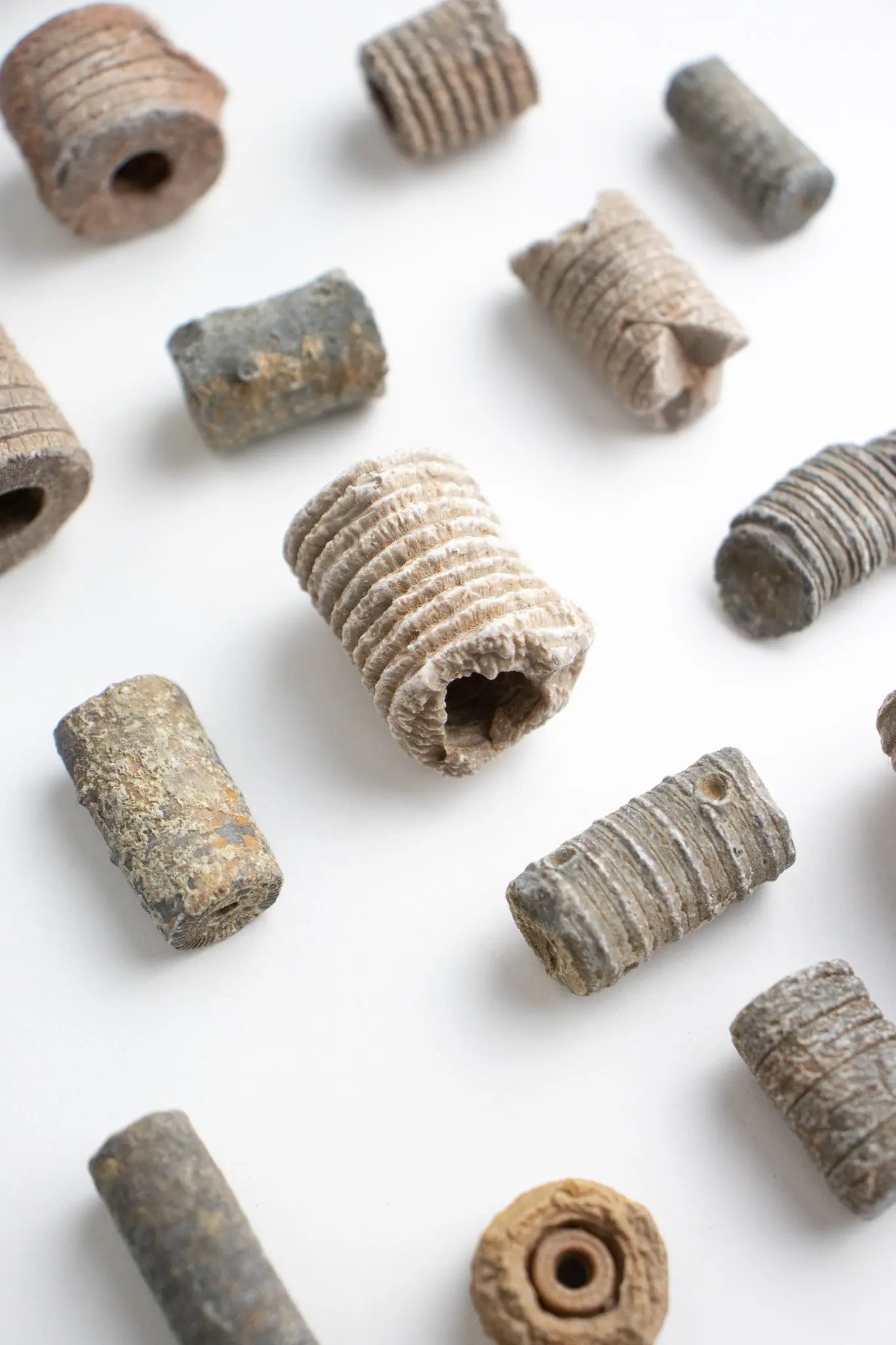 Crinoid Fossil