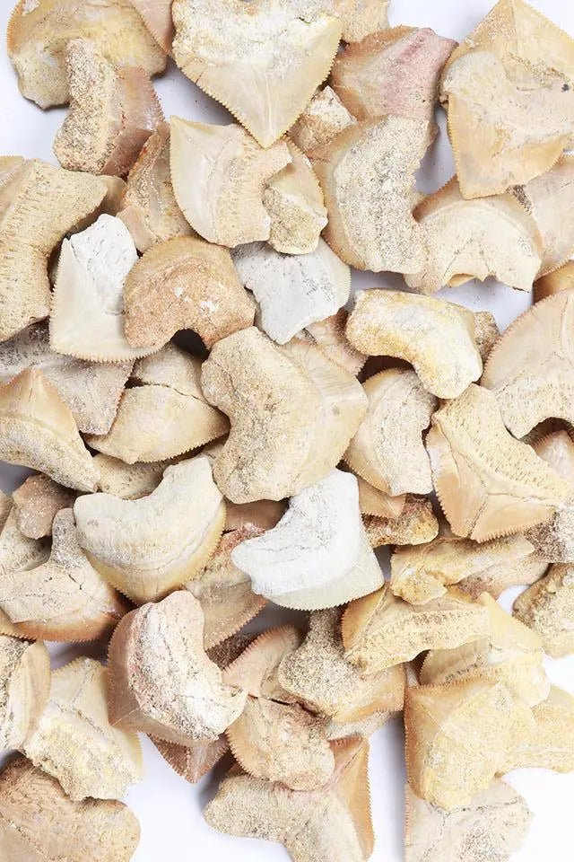 Crow Shark Tooth Fossil