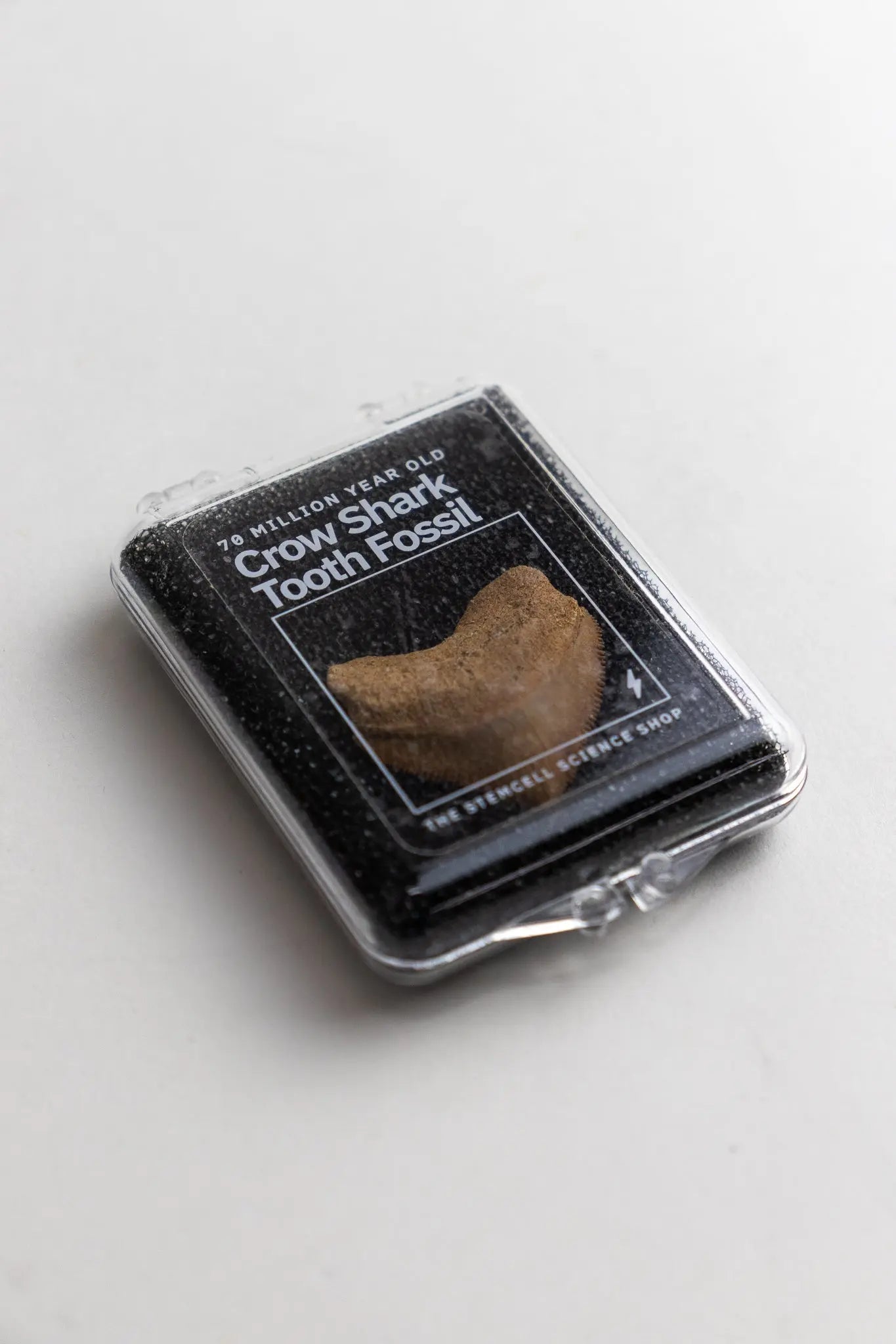 Crow Shark Tooth Fossil