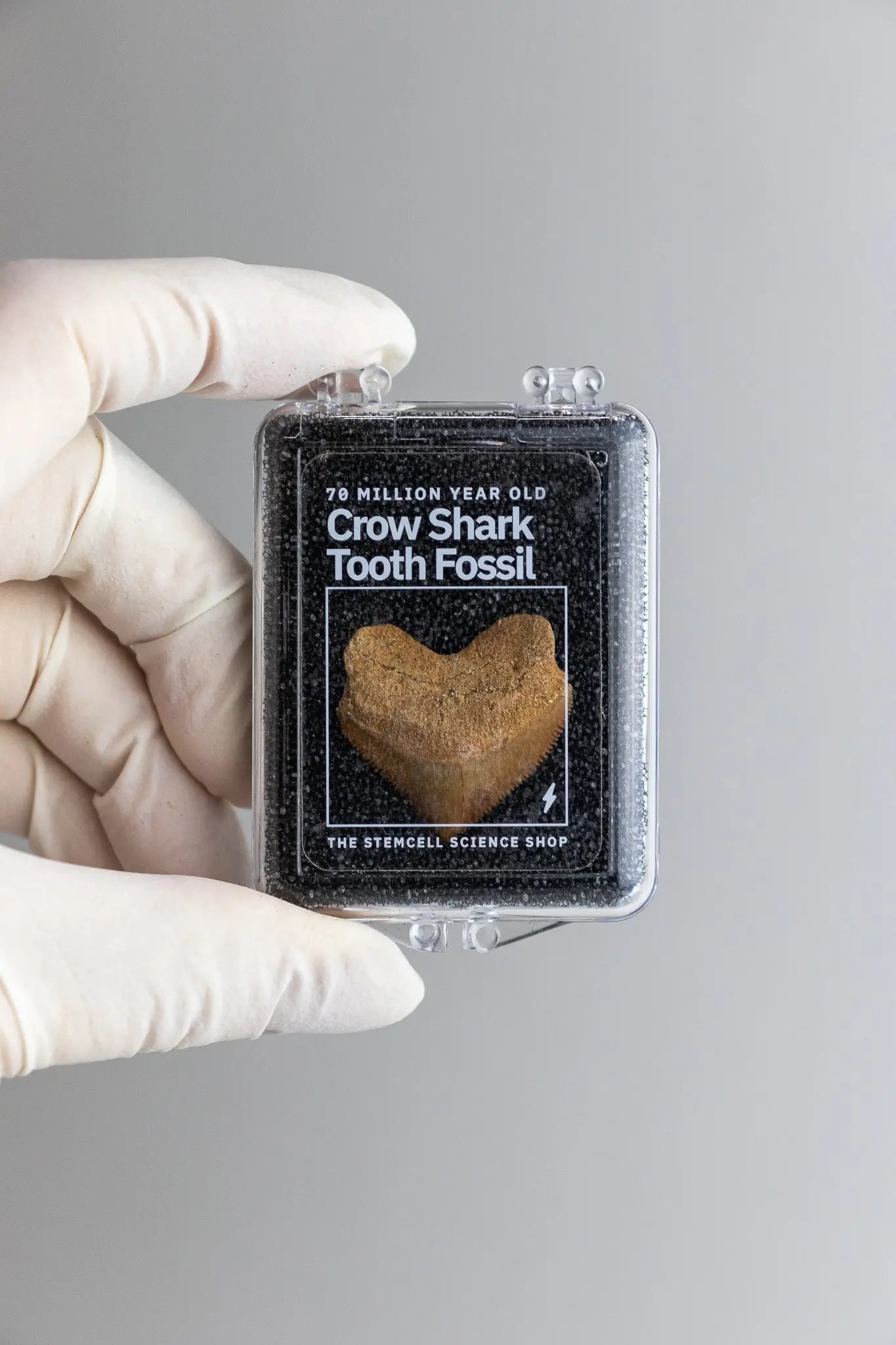 Crow Shark Tooth Fossil