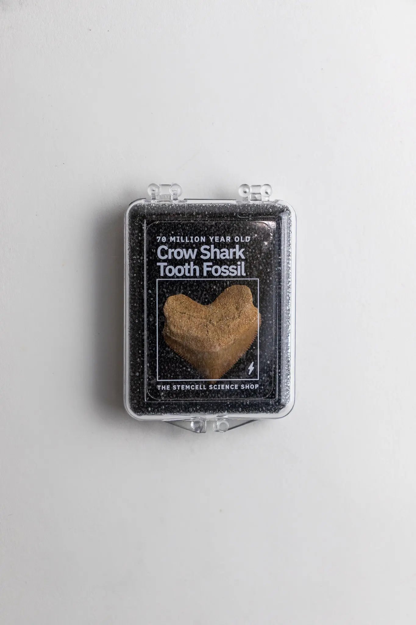 Crow Shark Tooth Fossil