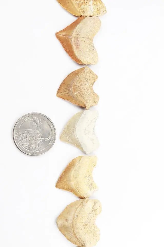 Crow Shark Tooth Fossil