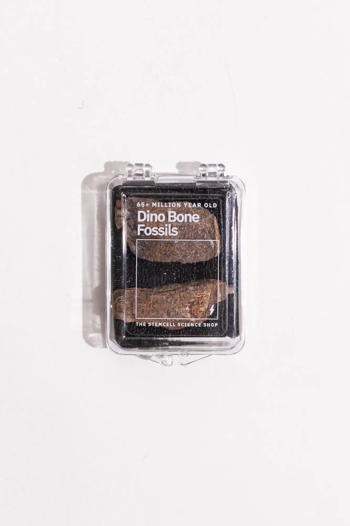 Dinosaur Bone Fossil Fragments