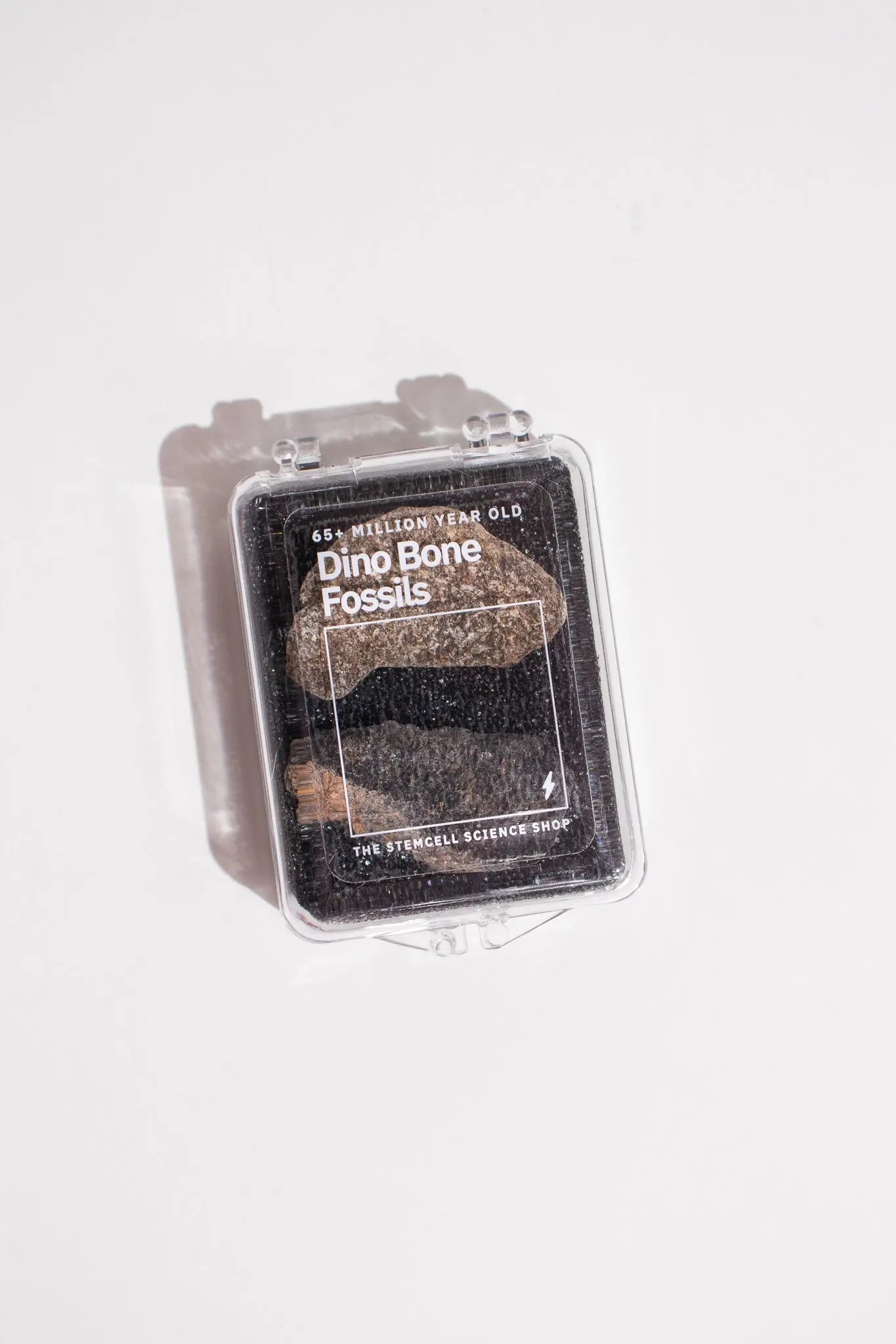 Dinosaur Bone Fossil Fragments