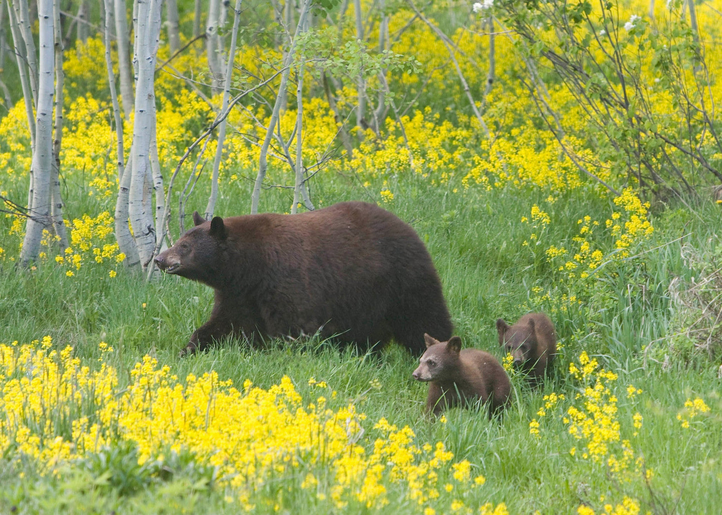 Capture My Colorado: Aspen
