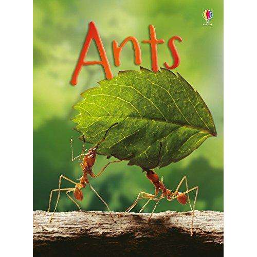 Usborne Beginners Nature – 10 Book Collection Set: Ants, Bugs, Spiders, Trees & More - Usborne