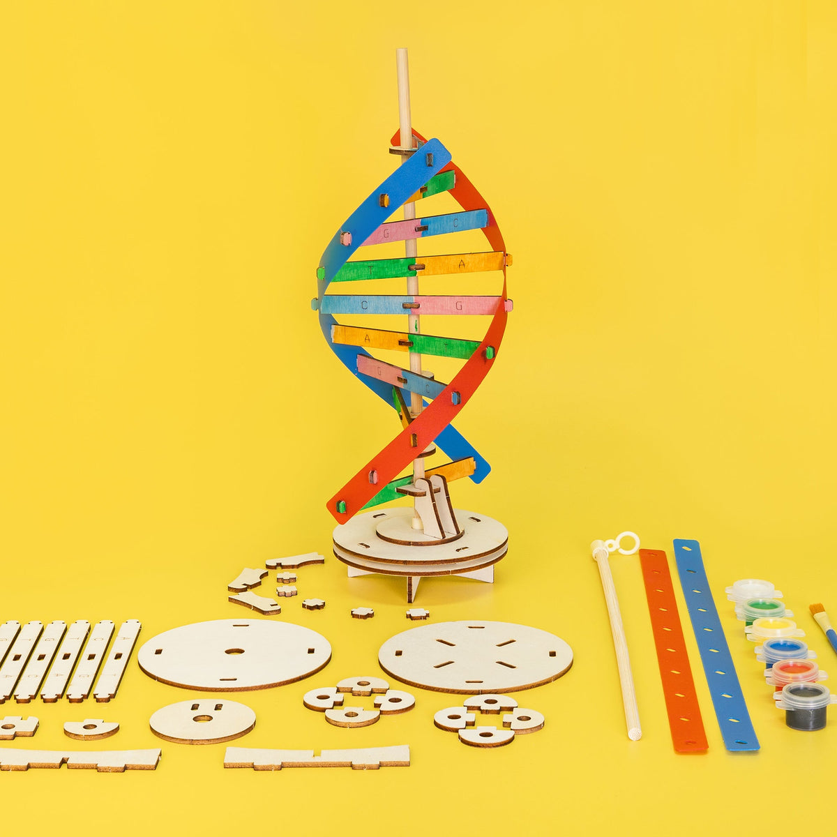 DIY DNA Double Helix Model Kit – Build & Paint Biology STEM Project