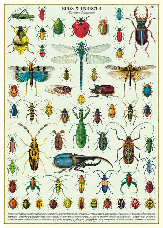 Bugs & Insects Scientific Chart