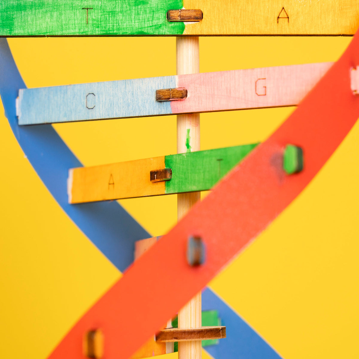 DIY DNA Double Helix Model Kit – Build & Paint Biology STEM Project