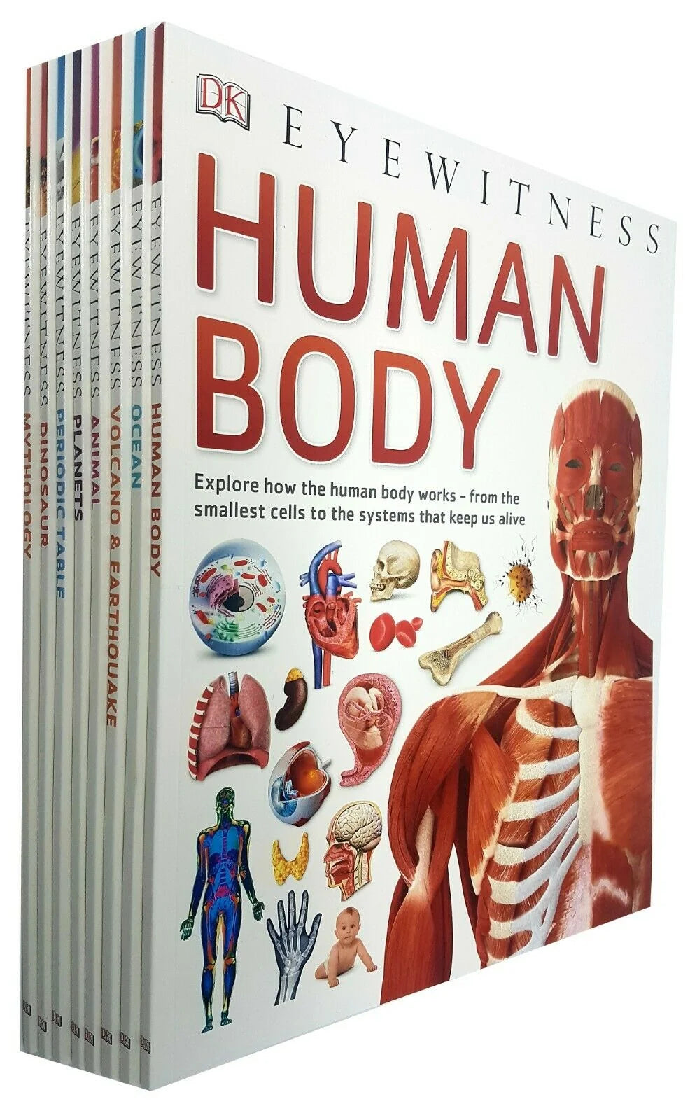 DK Eyewitness – 8 Book Collection Set: Animals, Human Body, Ocean, Nature, Science & More - Children's Educational Books for Curious Young Learners