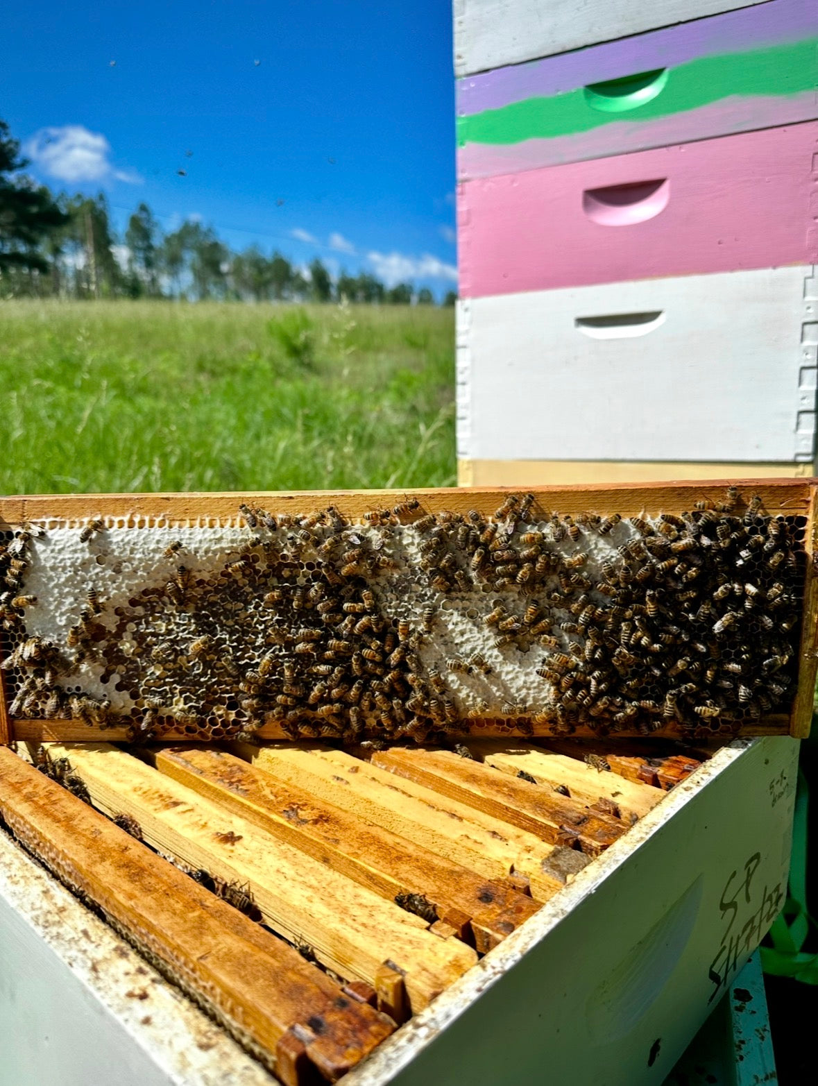 Sourwood Honey